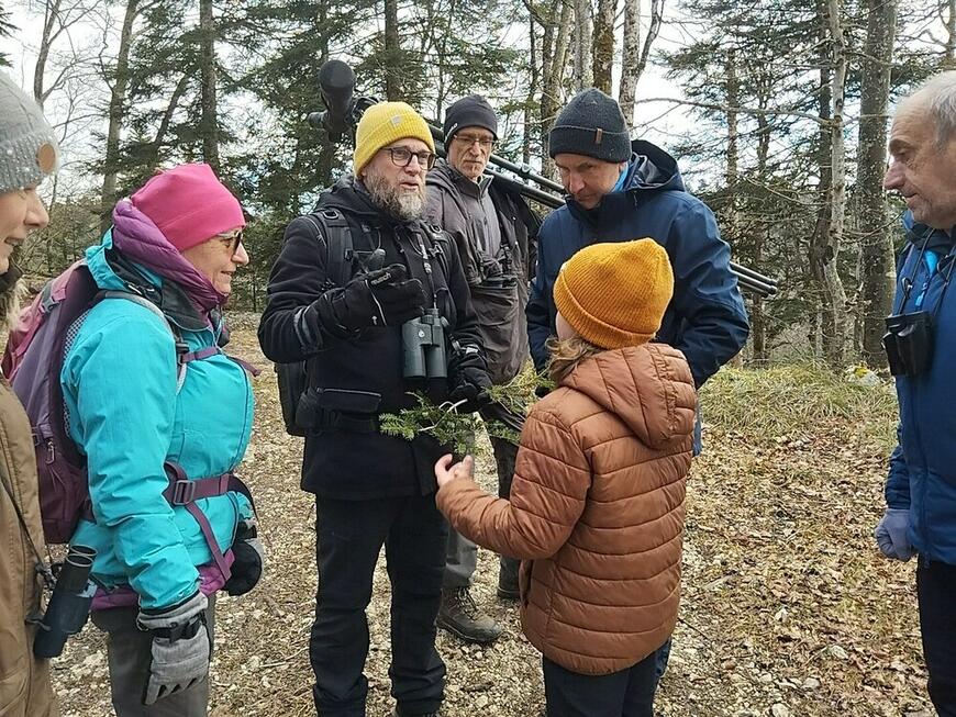 Sapin, épicéa, if ? Sapin, épicéa, if ?